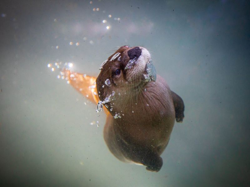 Otter Swimming Toward Camera Buffalo Zoo
