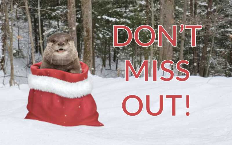 Don't Miss Out Otter in Santa Bag