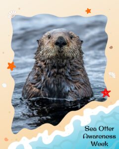 A sea otter floats in water, framed by a beach-themed border with starfish and waves. Text reads, “Sea Otter Awareness Week.”.