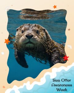 A sea otter swims underwater, looking at the camera, surrounded by a beach-themed border with starfish and shells. Text reads “Sea Otter Awareness Week.”.