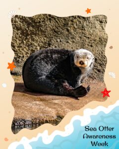 A sea otter rests on a rocky surface, surrounded by a beach-themed border with starfish and waves. Text at the bottom reads “Sea Otter Awareness Week.”.