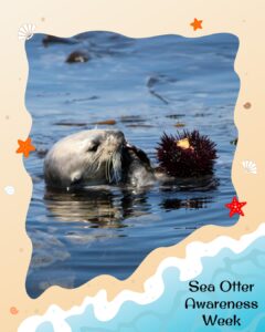 A sea otter floats in water, holding and eating a sea urchin. The border has starfish and shells, with the text “Sea Otter Awareness Week” at the bottom right.