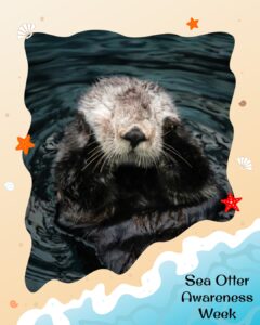 A sea otter floats in dark water, holding its paws near its face. Cartoon starfish and shells decorate the border. Text reads: “Sea Otter Awareness Week.”.