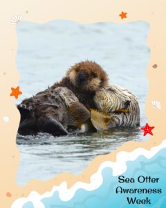A sea otter floats on its back in the water, holding a pup. The image has a sandy, ocean-themed border with starfish and shells, and the text “Sea Otter Awareness Week” at the bottom.