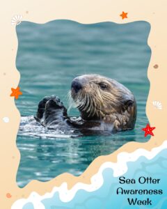 A sea otter floats in the water with its paws together, surrounded by a beach-themed border and the text “Sea Otter Awareness Week” in the corner.