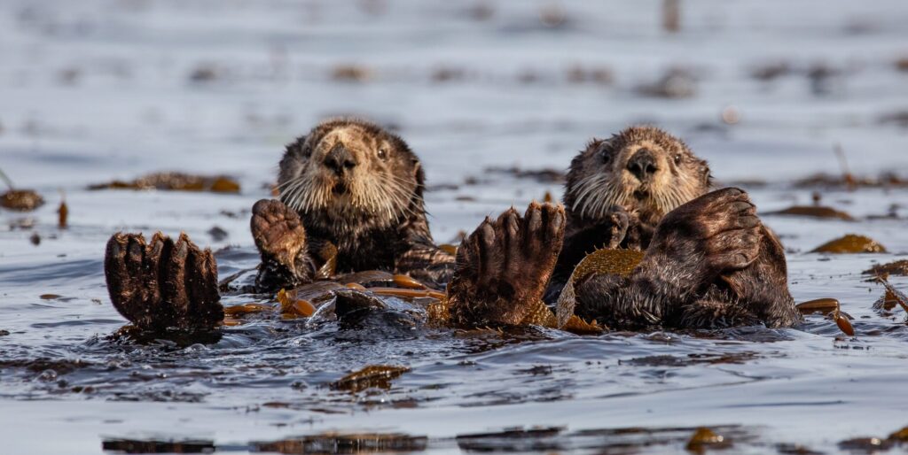 Two sea otters float on their backs in calm water, surrounded by kelp, with their paws raised above the surface.